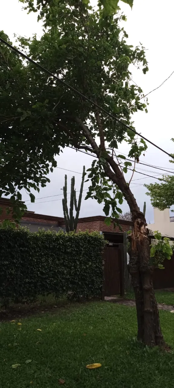 hoy
