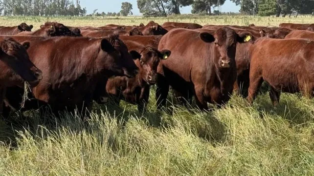 vacas-ganado-carne