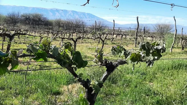vinas1
