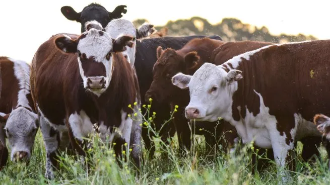 carne-vacas-campojpg