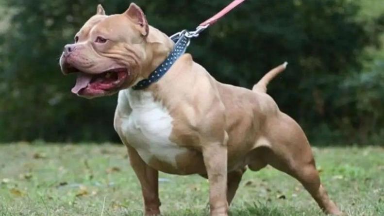perro-pitbull-cordoba