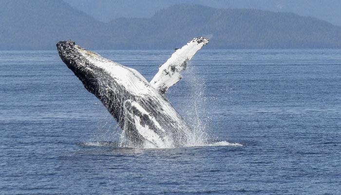 ballenas-canada